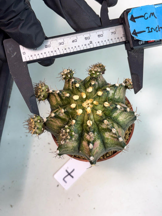 Gymnocalycium T-Rex (gy10) (g7) | Imported Variegated Cactus