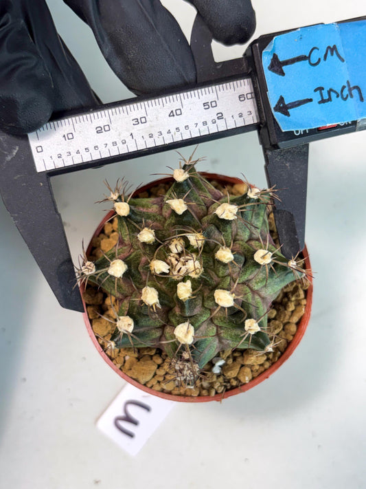 Gymnocalycium T-Rex (gy11) (y3) | Imported Variegated Cactus