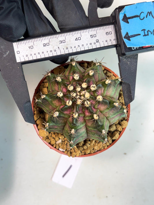 Gymnocalycium T-Rex (gy11) (r1) | Imported Variegated Cactus