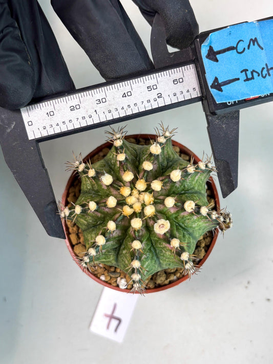 Gymnocalycium T-Rex (gy12) (p4) | Imported Variegated Cactus
