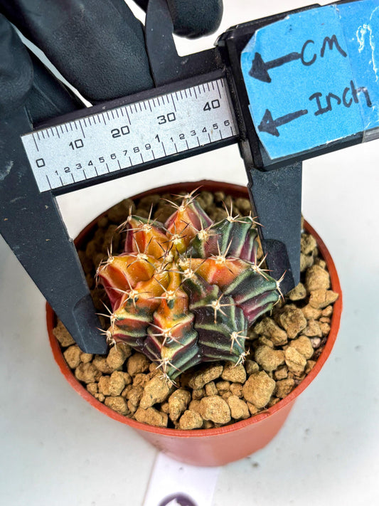 Gymnocalycium Sepia (gy12) (y6) | Imported Variegated Cactus