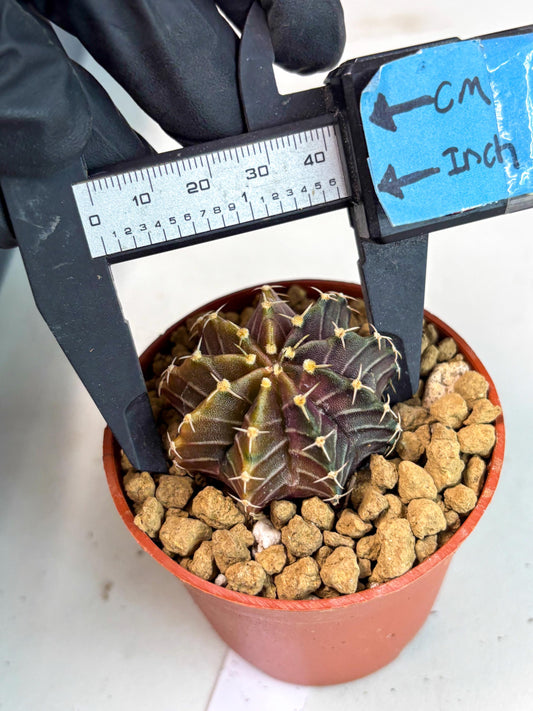 Gymnocalycium Sepia (gy12) (y7) | Imported Variegated Cactus