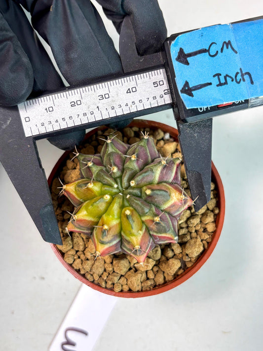 Gymnocalycium Sepia (gy13) (r3) | Imported Variegated Cactus