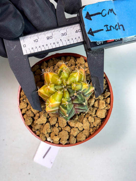 Gymnocalycium Sepia (gy13) (b1) | Imported Variegated Cactus