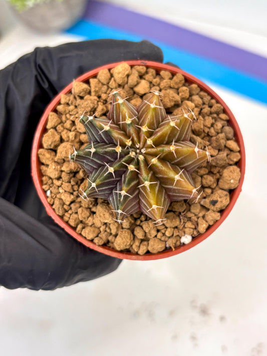 Gymnocalycium Sepia (gy13) (b2) | Imported Variegated Cactus