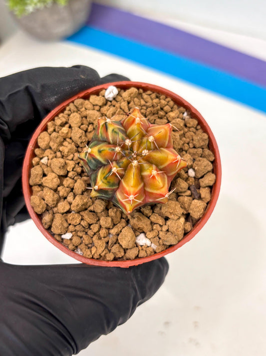 Gymnocalycium Sepia (gy13) (y4) | Imported Variegated Cactus