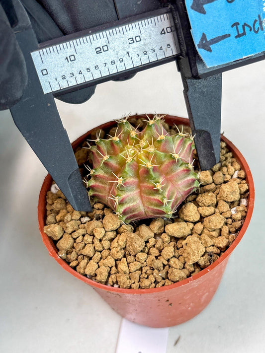 Gymnocalycium Neon (gy14) (b7) | ONLY for Advance Grower