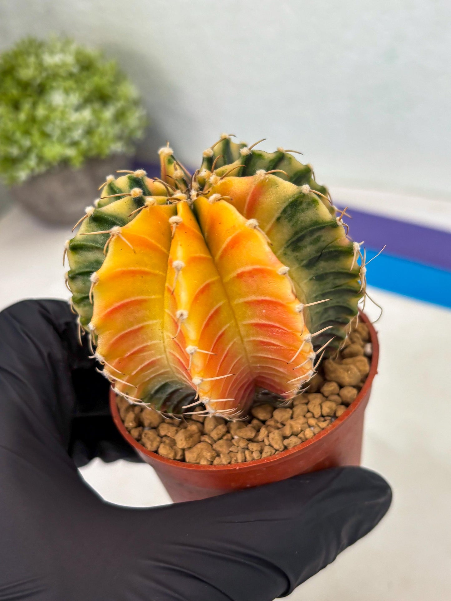 Gymnocalycium LB Hybrid (gy1) (g3) | variegated cactus