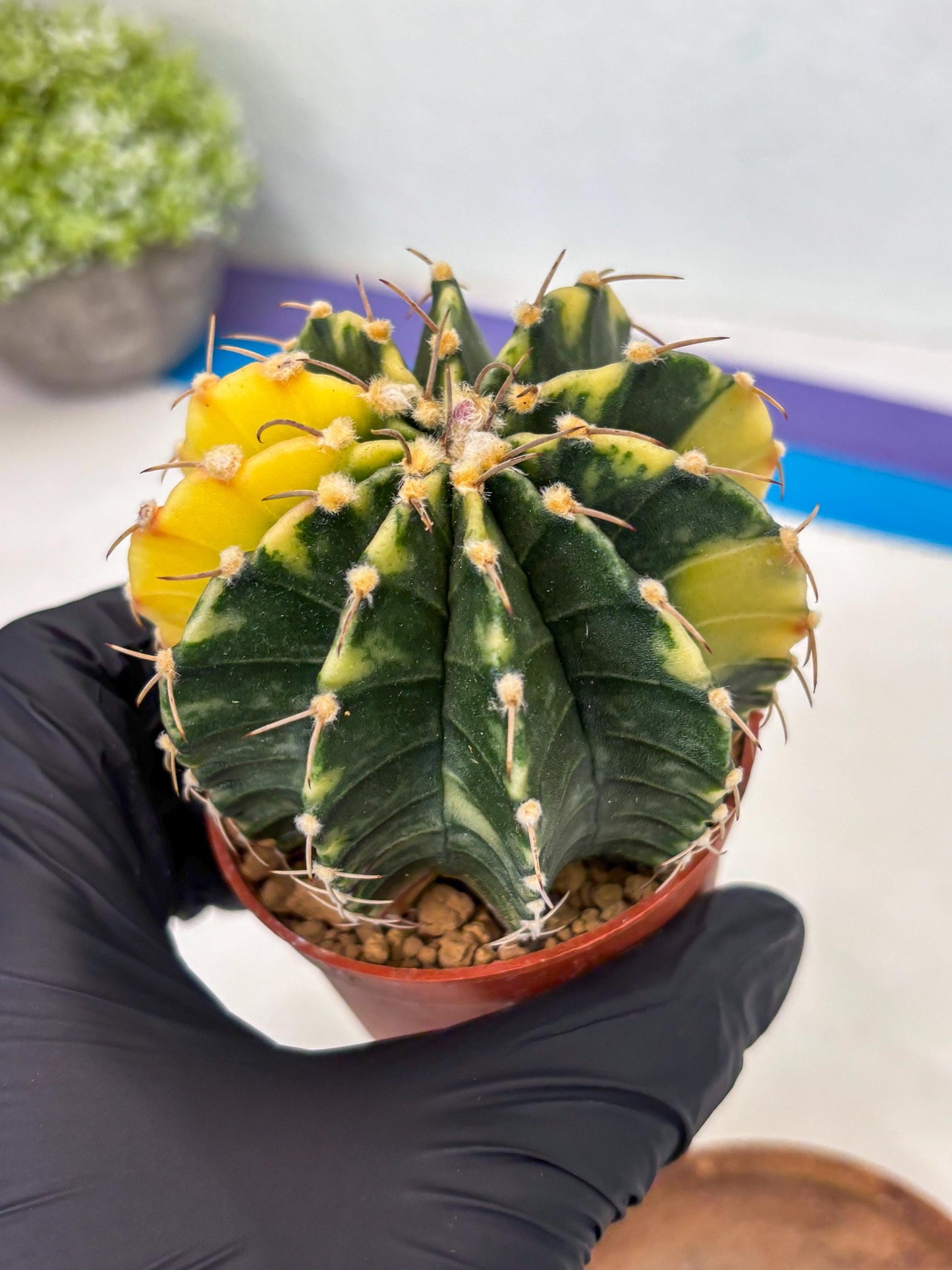 Gymnocalycium LB Hybrid (gy1) (g4) | variegated cactus