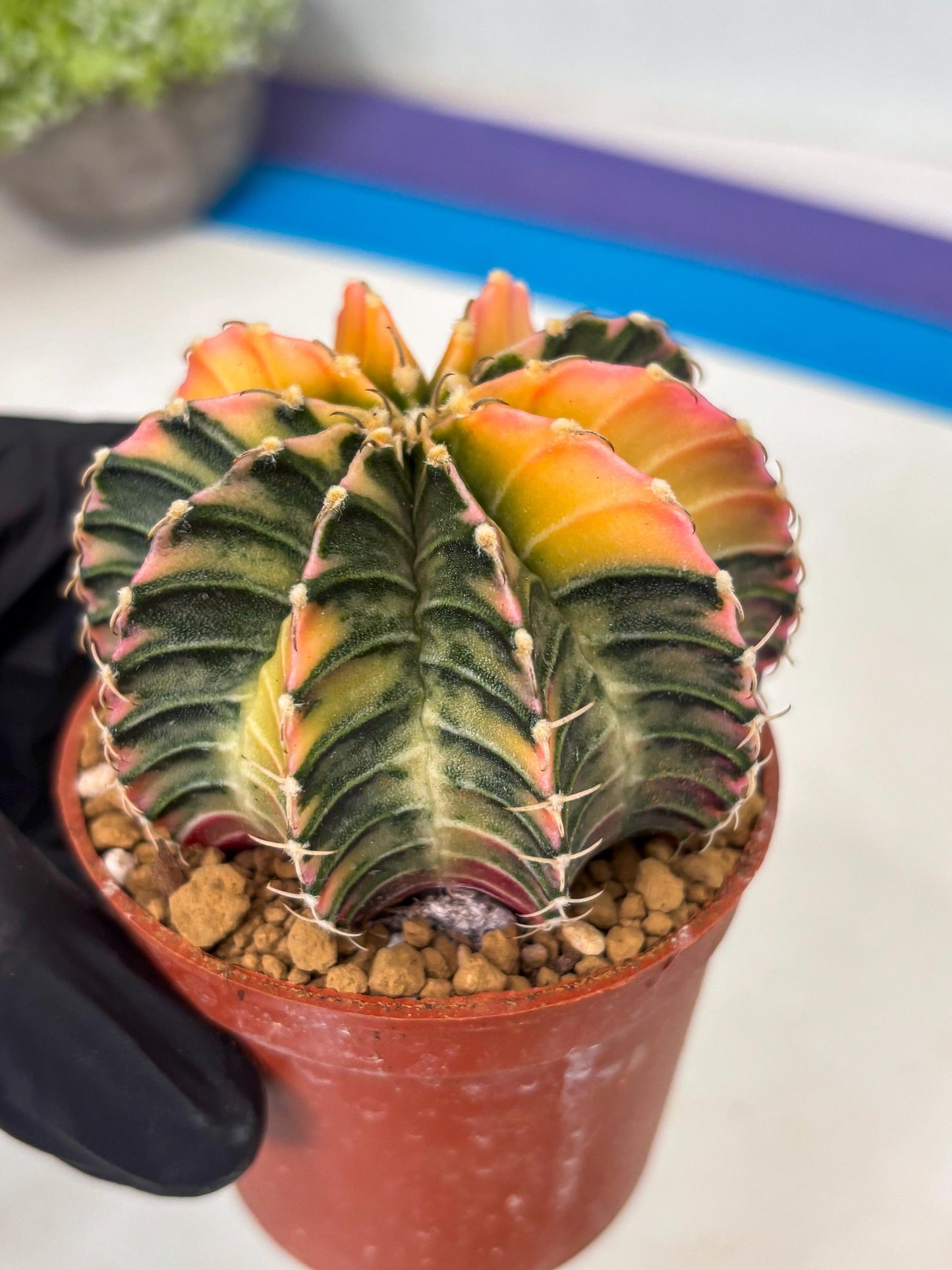 Gymnocalycium LB Hybrid (gy1) (g6) | variegated cactus