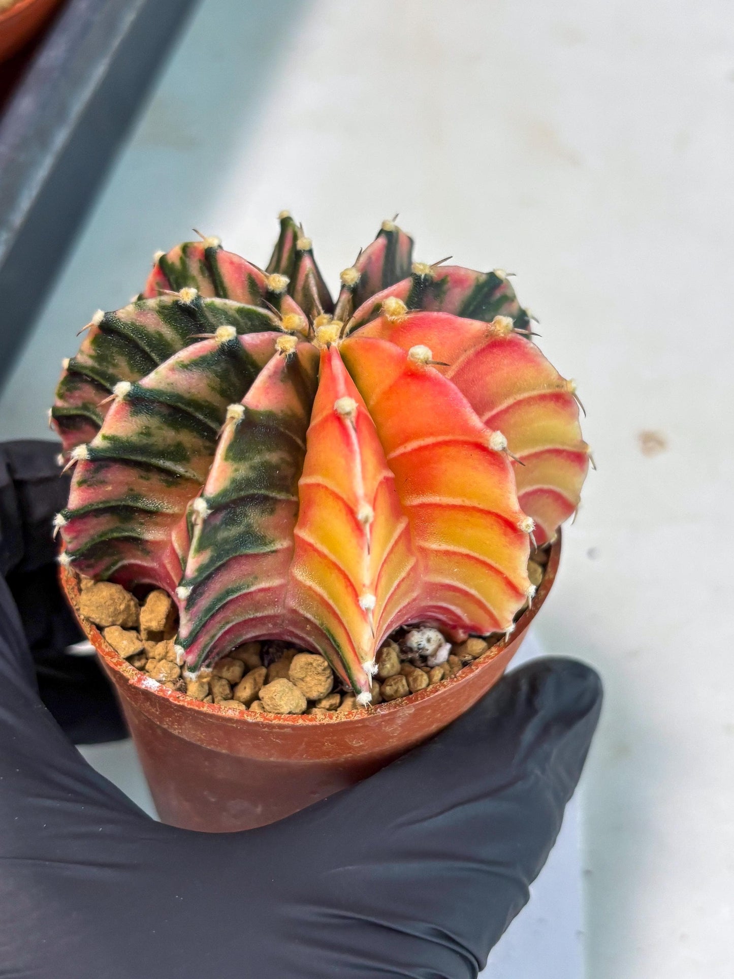 Gymnocalycium LB Hybrid (gy1) (p3) | variegated cactus