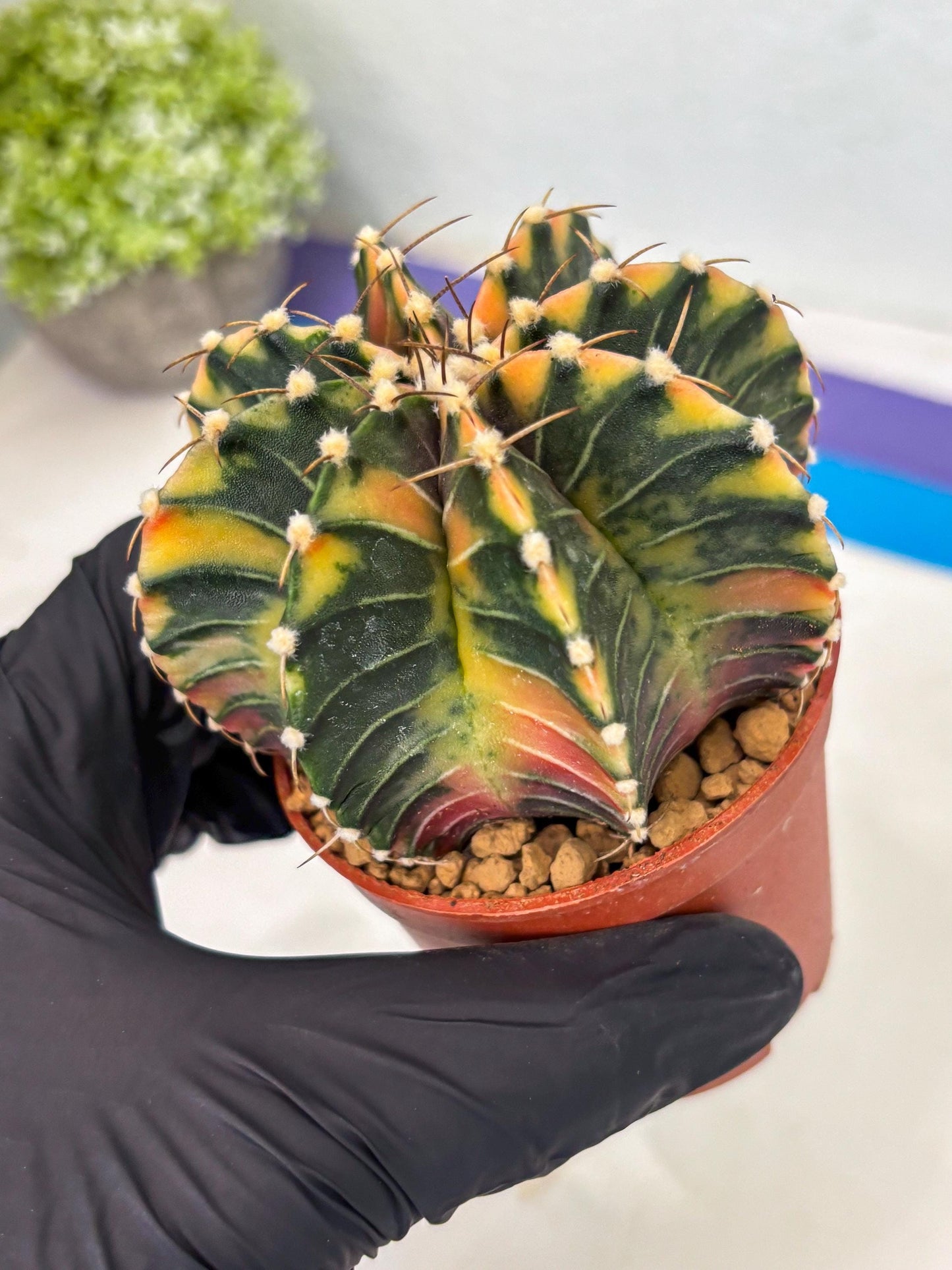 Gymnocalycium LB Hybrid (gy1) (p4) | variegated cactus