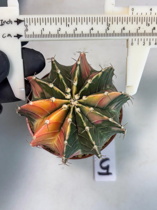 Gymnocalycium LB Hybrid (gy1) (p5) | variegated cactus