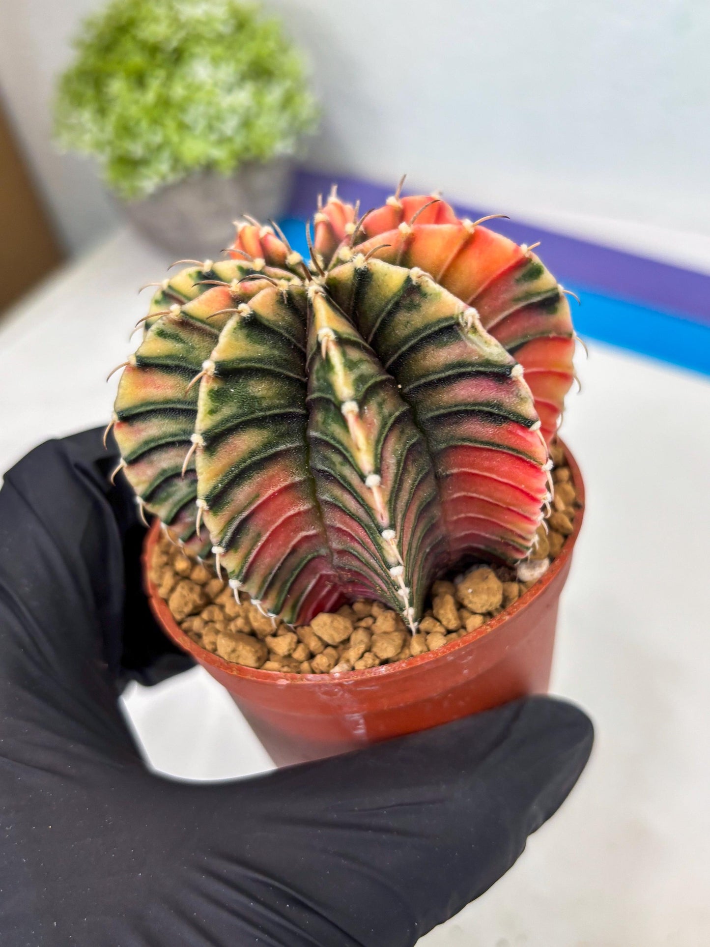 Gymnocalycium LB Hybrid (gy1) (p7) | variegated cactus