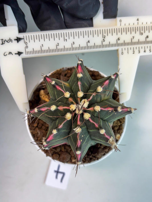 Gymnocalycium Cotton candy (gy8) (y4) | Rare Hybrids