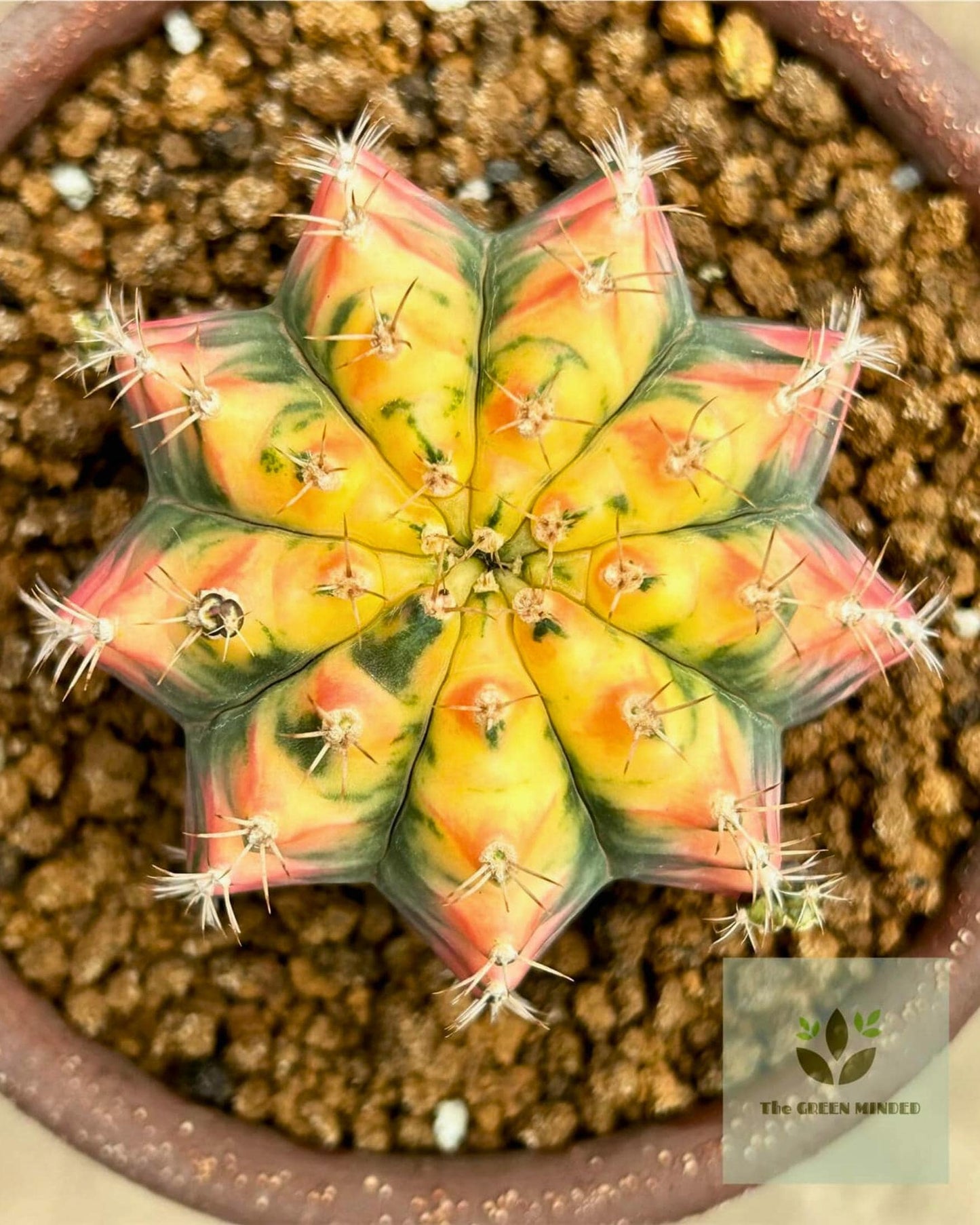 Gymnocalycium Pink Pearl (gy6) (g1) | Special Hybrid cactus