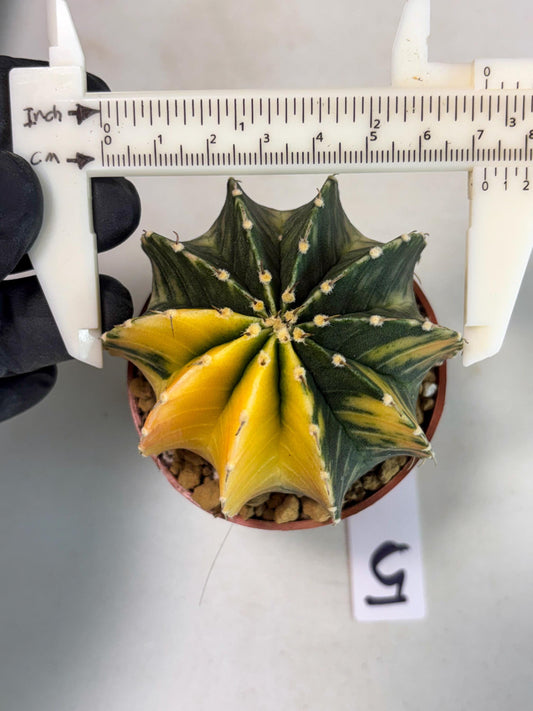 Gymnocalycium LB Hybrid (gy2) (r5) | Imported Plants