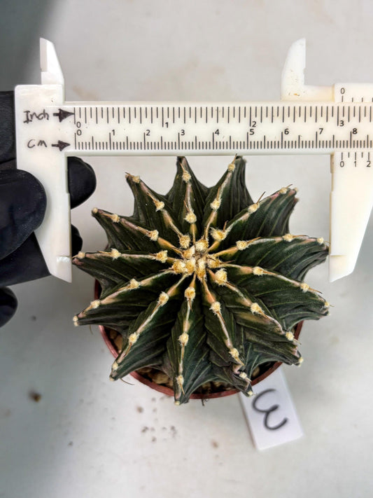 Gymnocalycium LB Hybrid (gy2) (b3) | Imported Plants