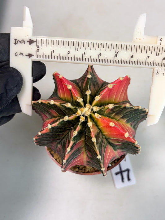 Gymnocalycium LB Hybrid (gy2) (b4) | Imported Plants