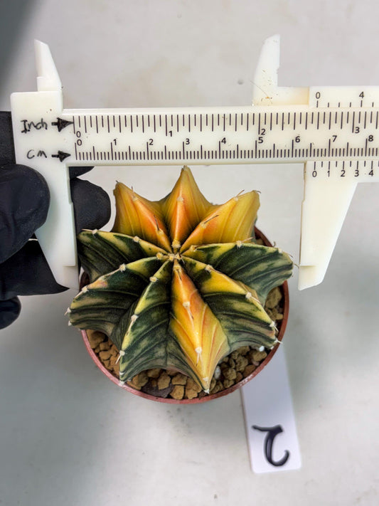 Gymnocalycium LB Hybrid (gy2) (y2) | Imported Plants