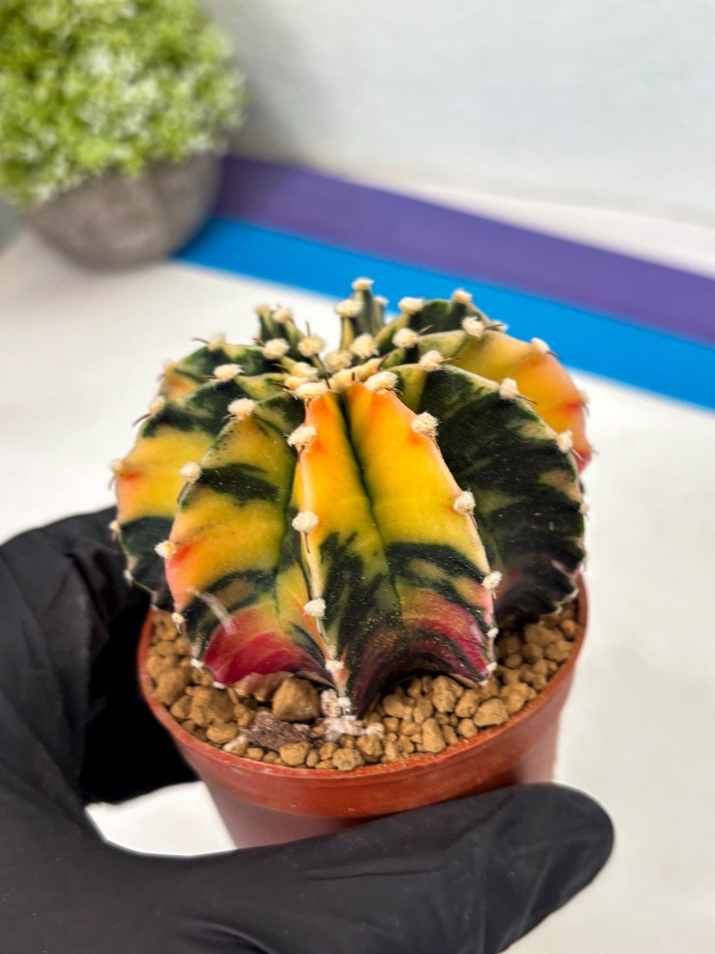 Gymnocalycium LB Hybrid (gy2) (y3) | Imported Plants