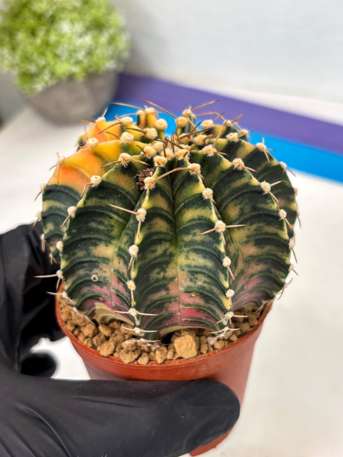 Gymnocalycium LB Hybrid (gy2) (y5) | Imported Plants