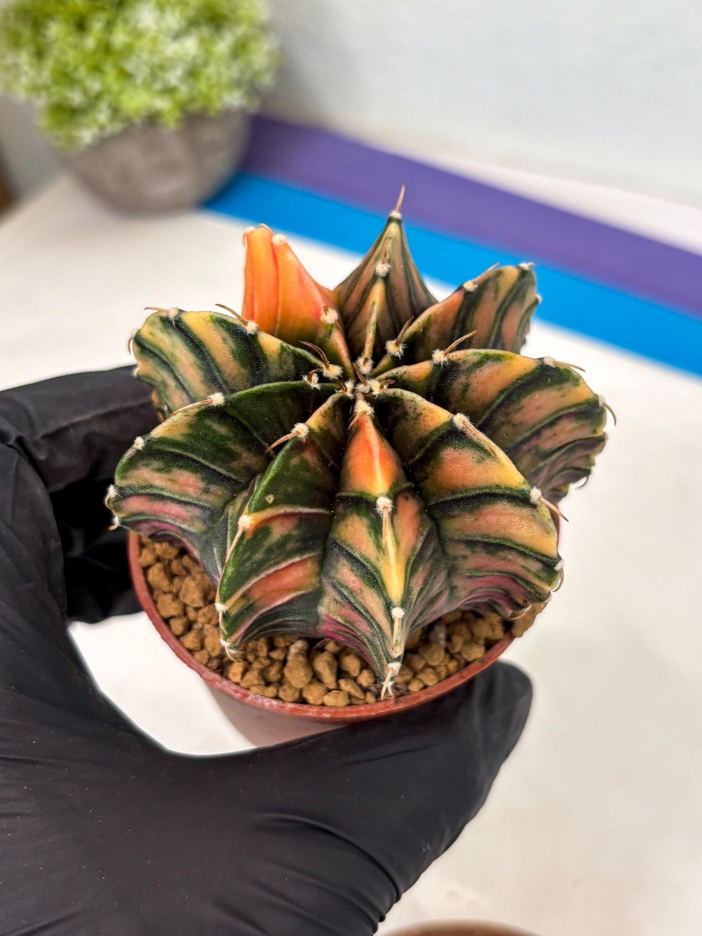 Gymnocalycium LB Hybrid (gy2) (y6) | Imported Plants