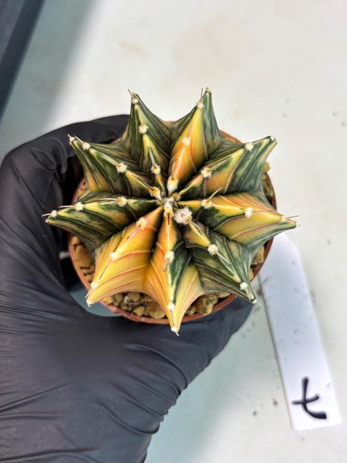 Gymnocalycium LB Hybrid (gy2) (y7) | Imported Plants