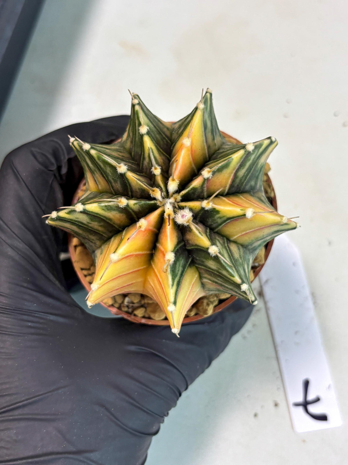 Gymnocalycium LB Hybrid (gy2) (y7) | Imported Plants