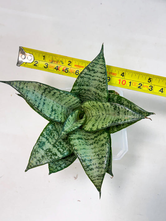 Sansevieria Mayang (Ha4) (5) | Rare Hybrid