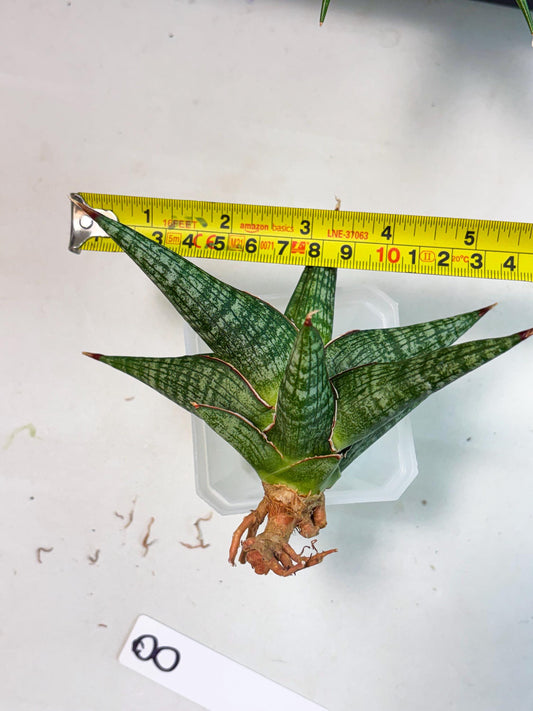Sansevieria Britney Spears (Ha4) (8) | Rare Hybrid