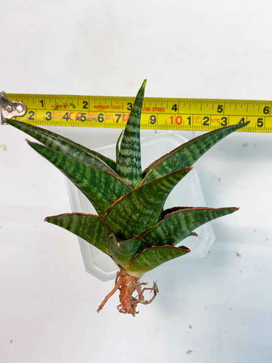 Sansevieria Jadu (ha5) (2) | Rare Collection