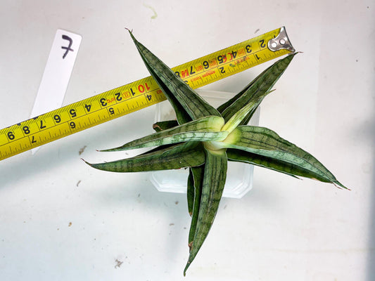 Sansevieria marsha x kasih (ha3) (7) | Rare Collection