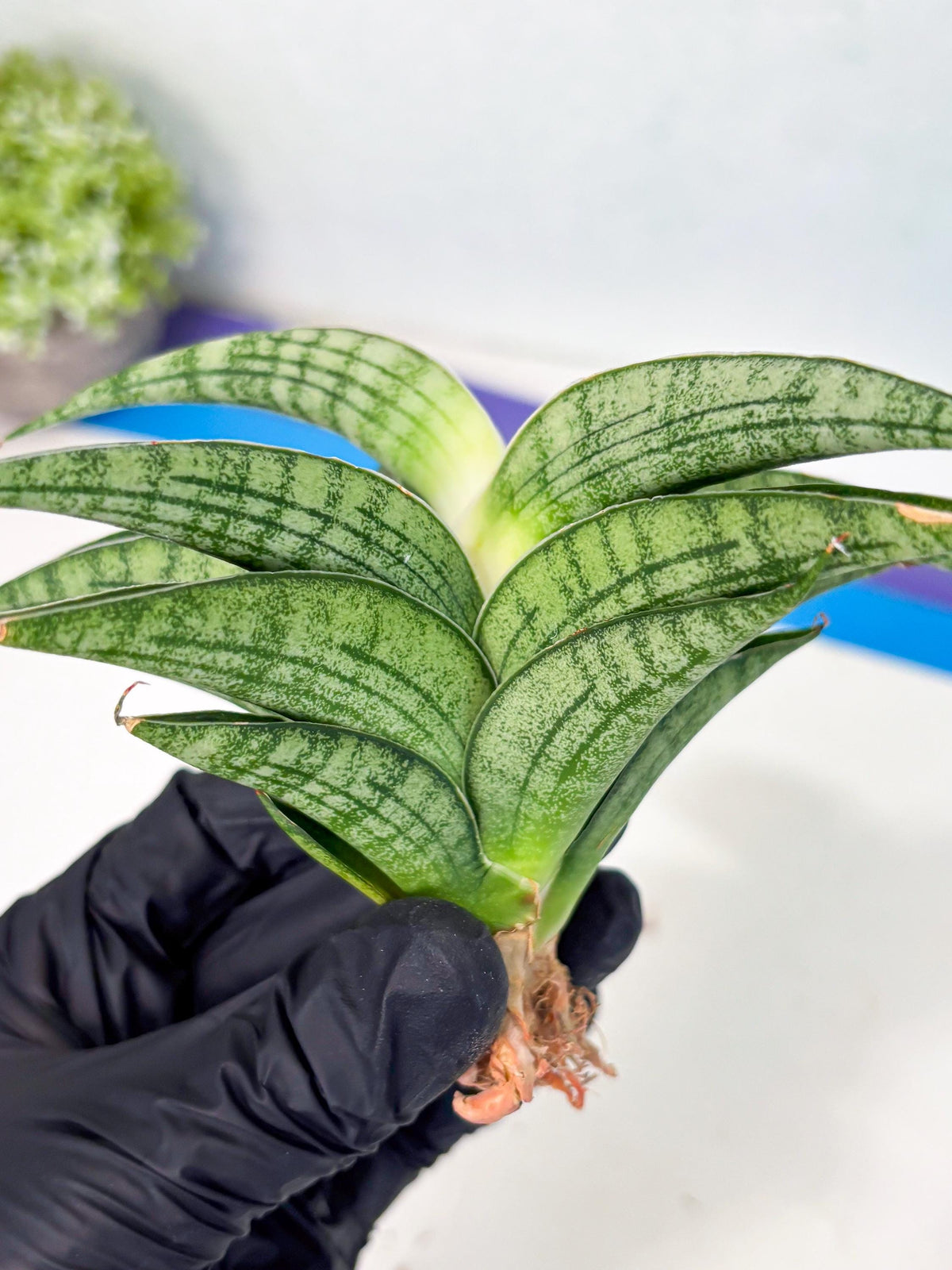 Sansevieria marsha x kasih (ha3) (7) | Rare Collection