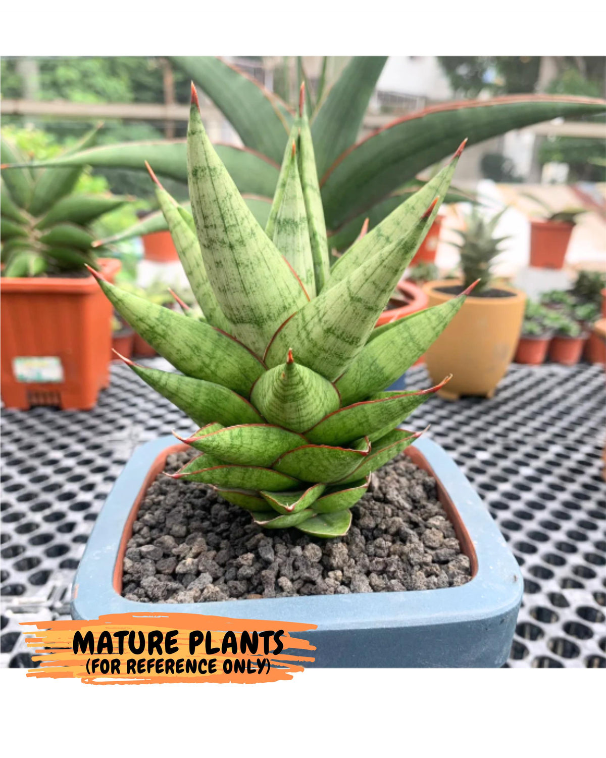 Sansevieria Juleha (ha3) (15) | Rare Collection