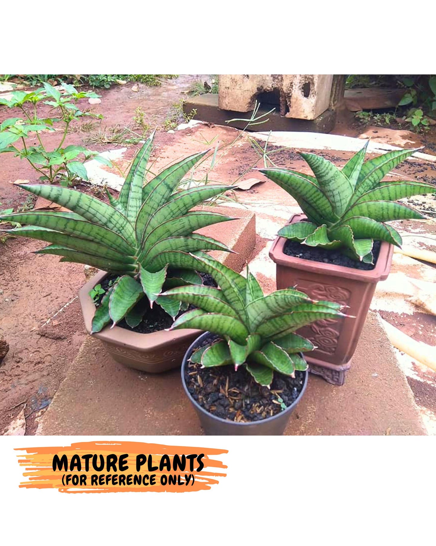 Sansevieria Srikandi (Su2) (2) | Imported Sansevieria