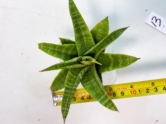 sansevieria godzilla (ha6) (13) | Rare Collection