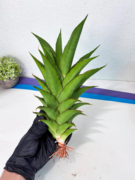 Sansevieria Puyek (ha6) (9) | Only For Advanced Collectors!