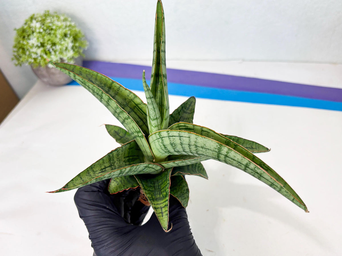 Sansevieria Azura x Marsha (ha7) (4) | Only For Advanced Collectors!