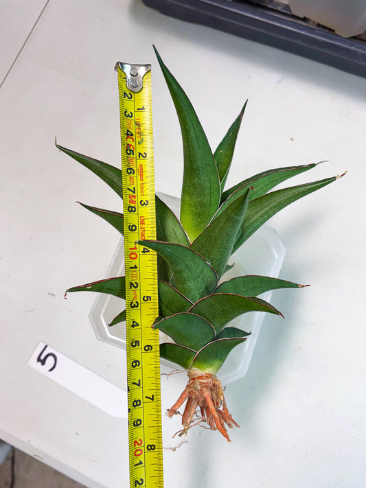 Sansevieria Agustus (ha7) (5) | Only For Advanced Collectors!