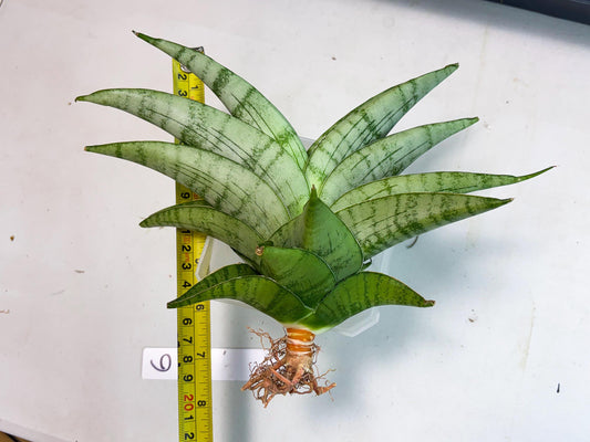 Sansevieria Sagahayang (ha7) (6) | Only For Advanced Collectors!