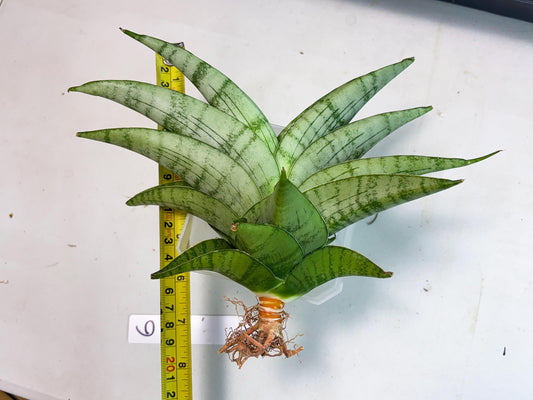 Sansevieria Sagahayang (ha7) (6) | Only For Advanced Collectors!