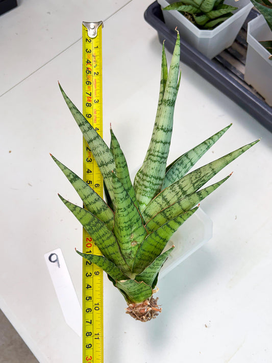 Sansevieria Galaxy (Ha9) (9) | Imported Hybrids