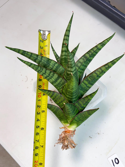 Sansevieria Cordova x dwonsi x ariella (Ha7) (10) | Imported Hybrids