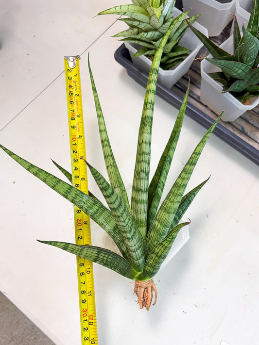Sansevieria Plengkung (Ha7) (11) | Imported Hybrids
