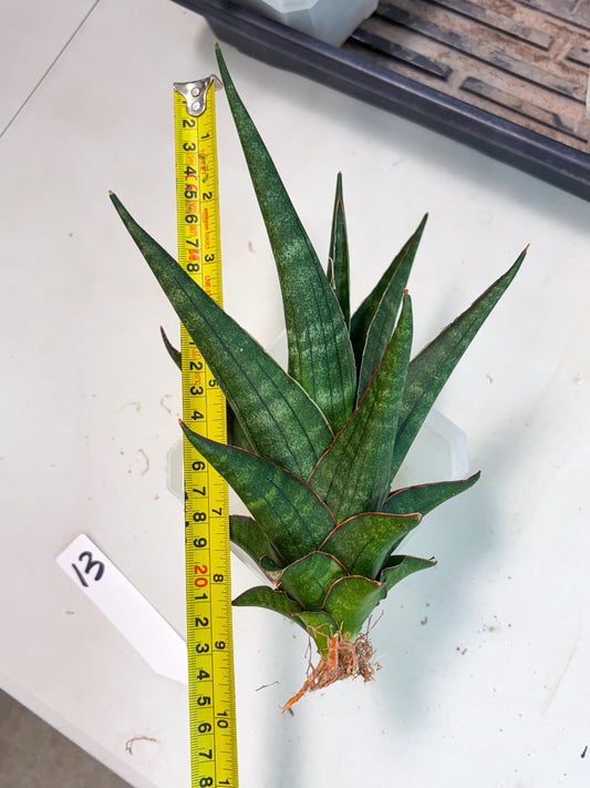 Sansevieria Manny Pacquiao X Boncel (Ha7) (13) | Hybrids