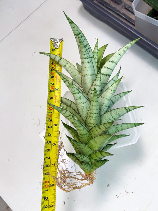 Sansevieria Parfa X Moonshine (ha7) (14) | Only For Advanced Collectors!