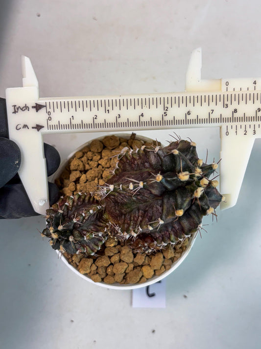 Gymnocalycium T-REX (gy6) (y7) | Special Hybrid cactus