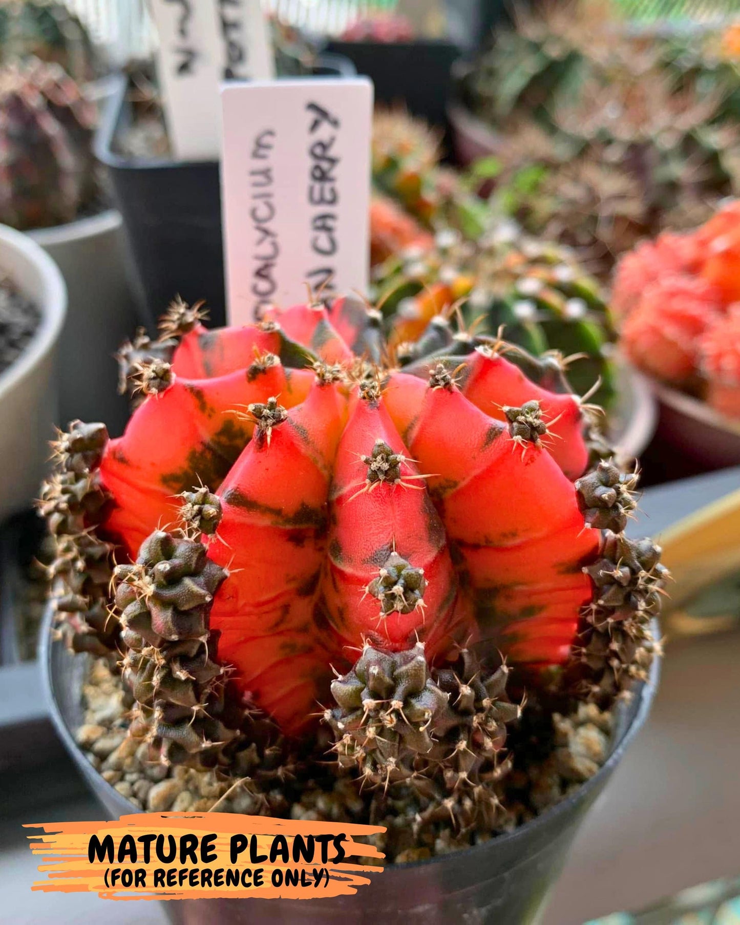 Gymnocalycium Mexican Cherry (gy8) (r6) | Special Hybrid cactus