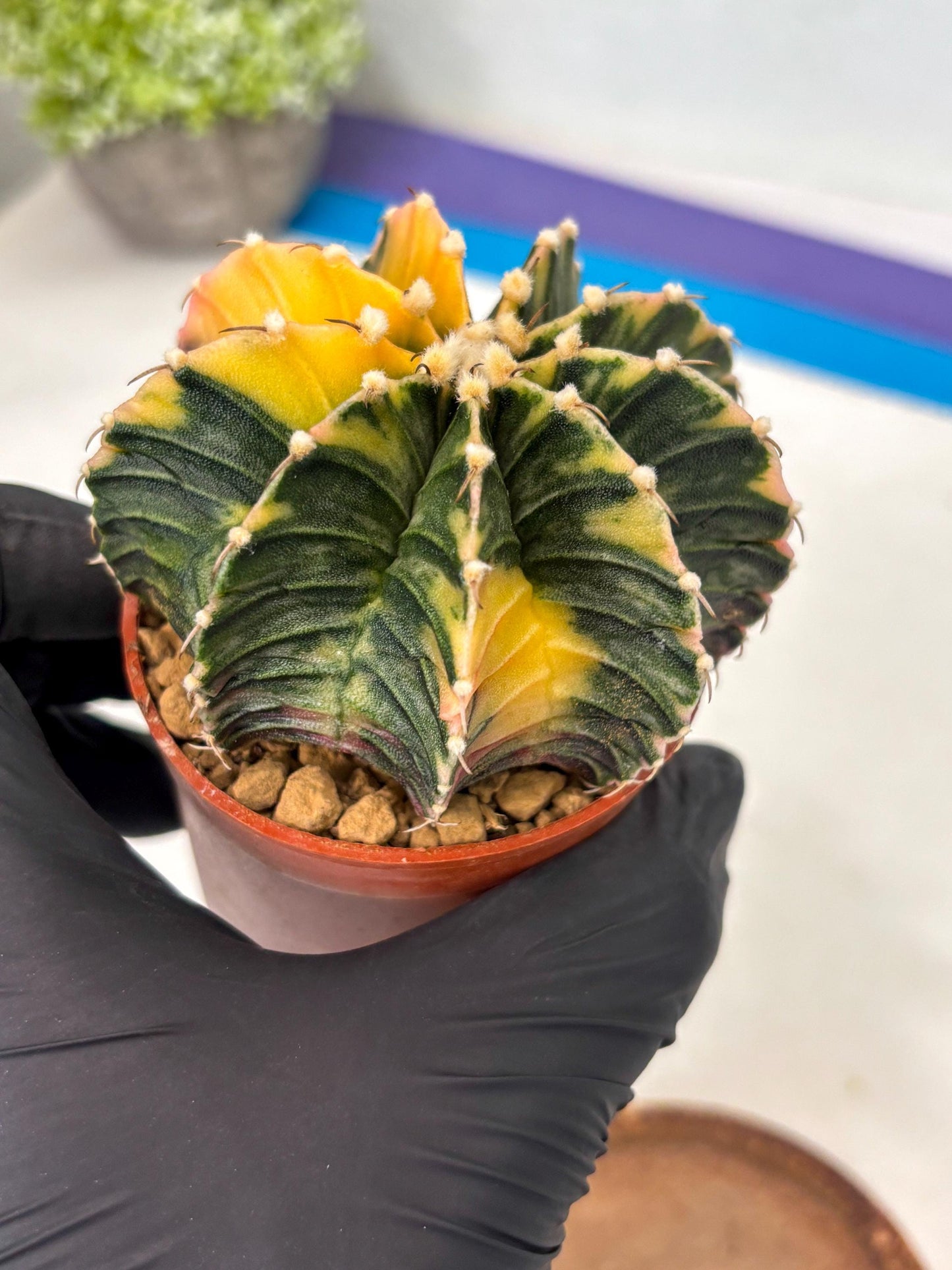 Gymnocalycium Lb Hybrid (gy3) (r1) | Imported Plants